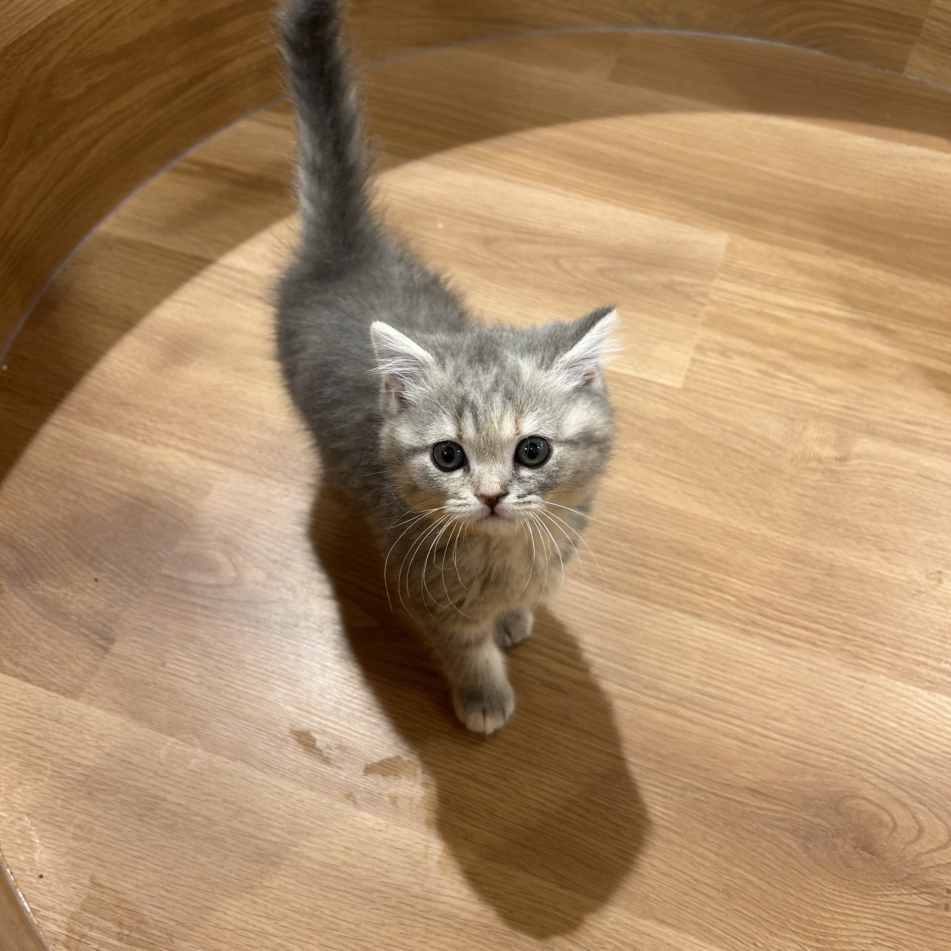 おめめきゅるきゅる👀🩷でキュートなスコちゃん😽💕ペット